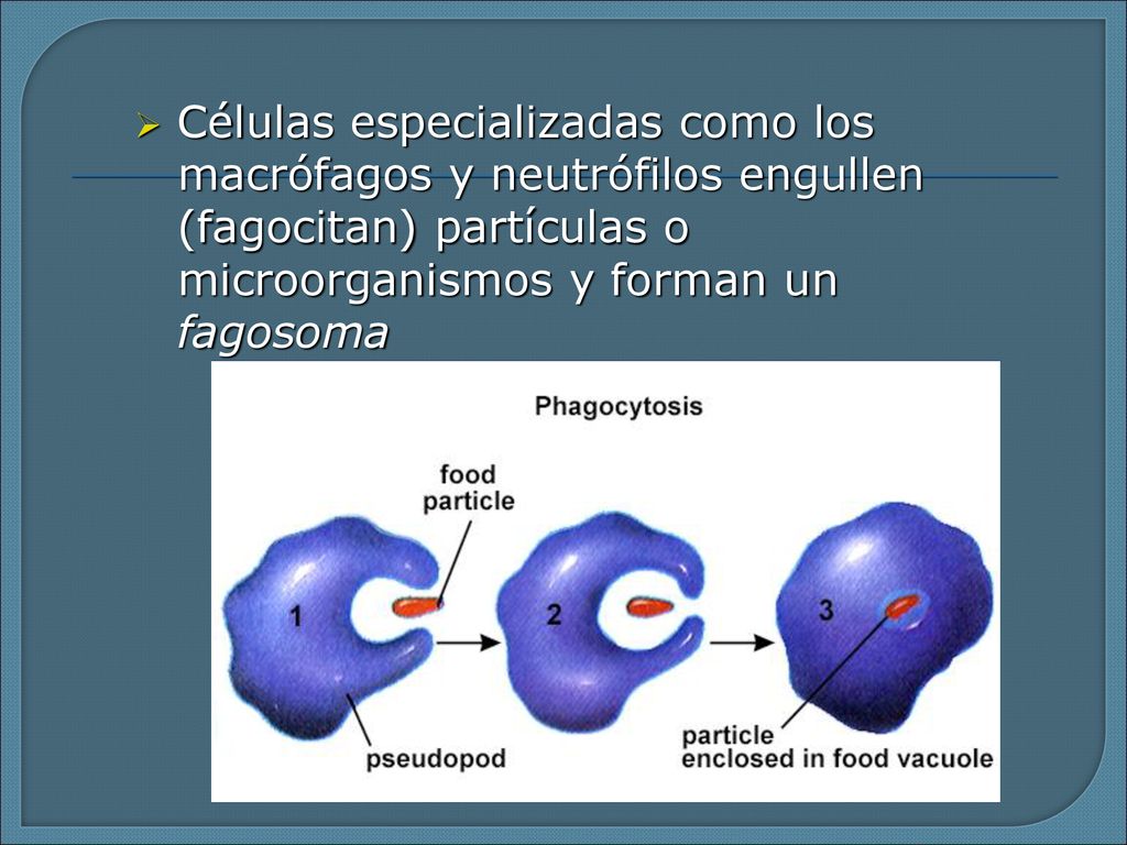 Células especializadas como los macrófagos y neutrófilos engullen (fagocitan) partículas o microorganismos y forman un fagosoma