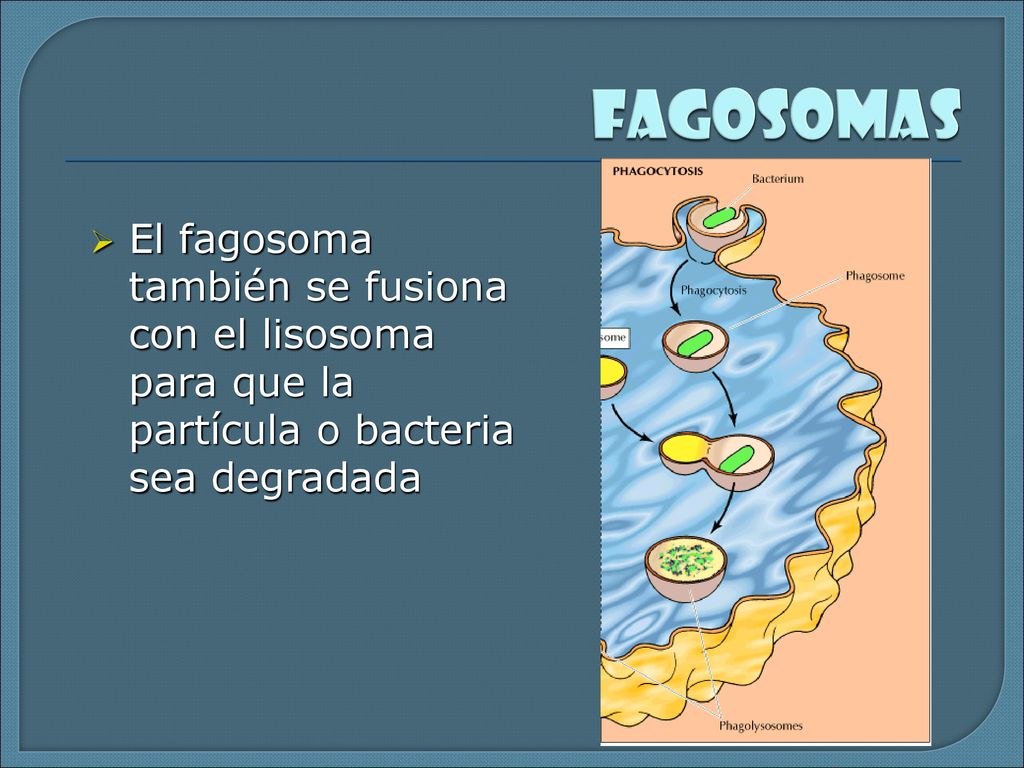 fagosomas El fagosoma también se fusiona con el lisosoma para que la partícula o bacteria sea degradada.