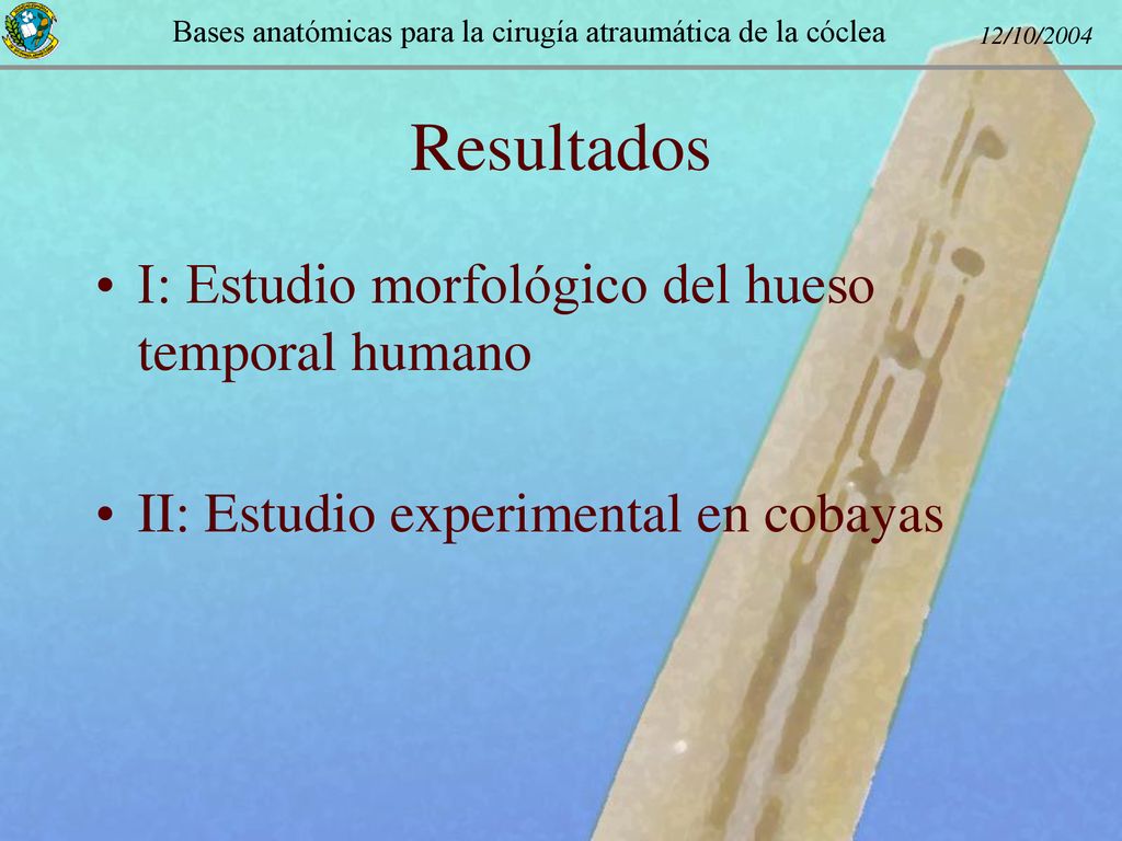 Resultados I: Estudio morfológico del hueso temporal humano