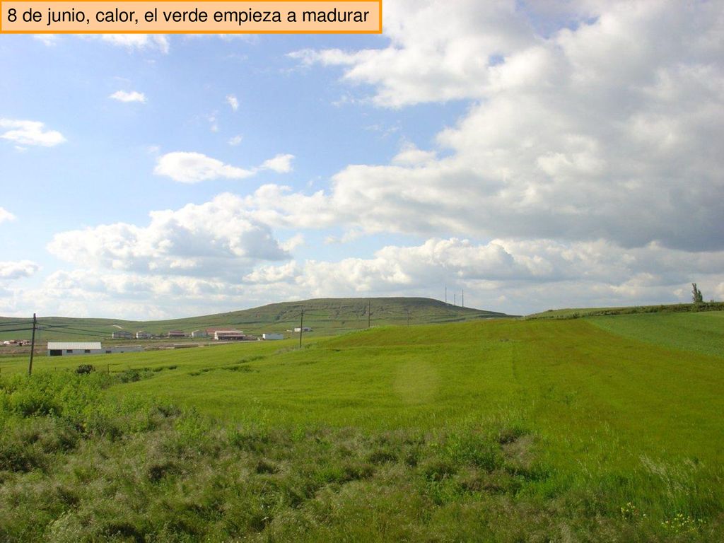 8 de junio, calor, el verde empieza a madurar