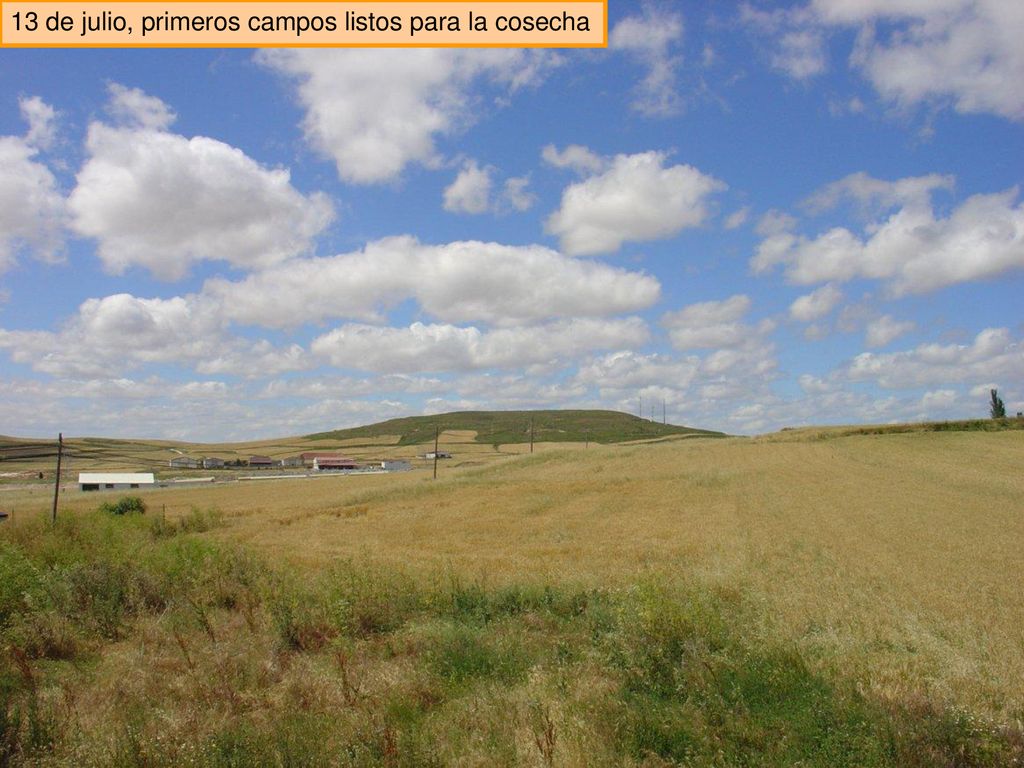13 de julio, primeros campos listos para la cosecha