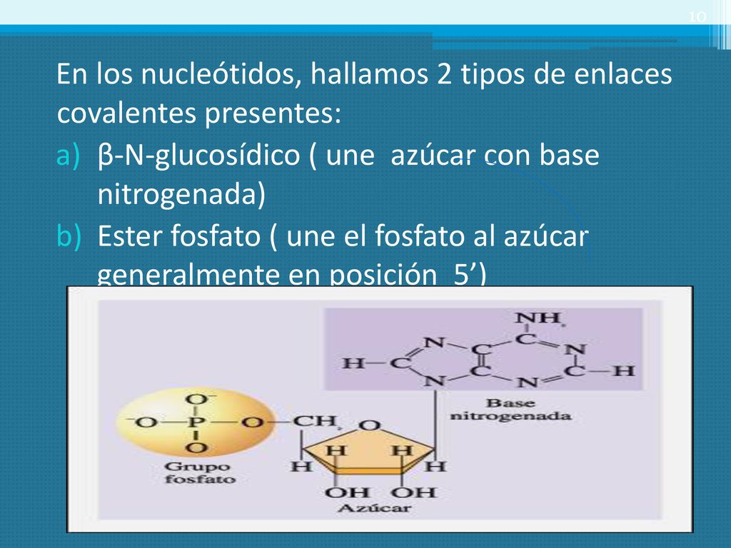 En los nucleótidos, hallamos 2 tipos de enlaces covalentes presentes: