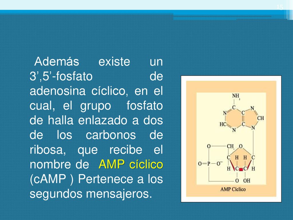 Además existe un 3’,5’-fosfato de adenosina cíclico, en el cual, el grupo fosfato de halla enlazado a dos de los carbonos de ribosa, que recibe el nombre de AMP cíclico (cAMP ) Pertenece a los segundos mensajeros.