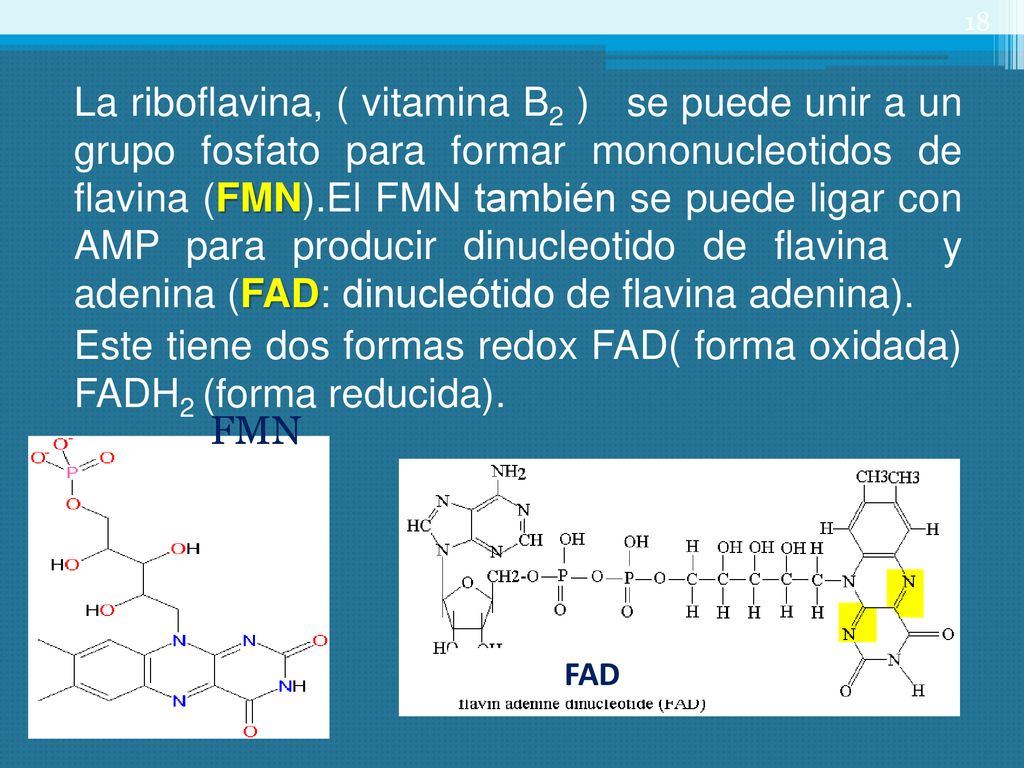 La riboflavina, ( vitamina B2 ) se puede unir a un grupo fosfato para formar mononucleotidos de flavina (FMN).El FMN también se puede ligar con AMP para producir dinucleotido de flavina y adenina (FAD: dinucleótido de flavina adenina). Este tiene dos formas redox FAD( forma oxidada) FADH2 (forma reducida).