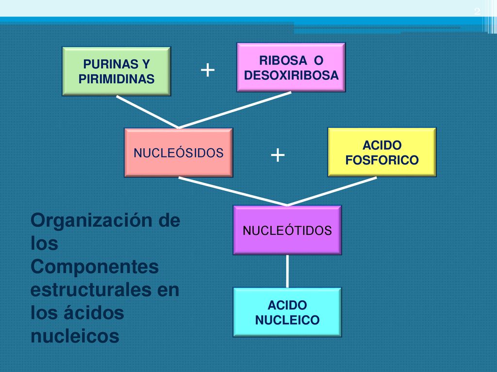 RIBOSA O DESOXIRIBOSA PURINAS Y PIRIMIDINAS. + NUCLEÓSIDOS. ACIDO FOSFORICO. + Organización de los.