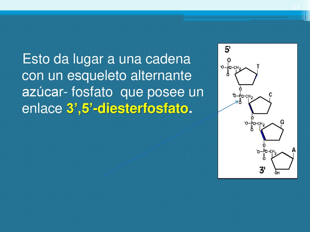 Esto da lugar a una cadena con un esqueleto alternante azúcar- fosfato que posee un enlace 3’,5’-diesterfosfato.