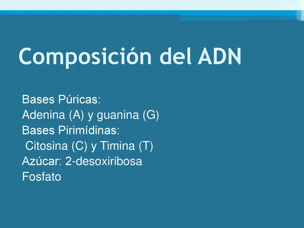 Composición del ADN Bases Púricas: Adenina (A) y guanina (G) Bases Pirimídinas: Citosina (C) y Timina (T) Azúcar: 2-desoxiribosa Fosfato