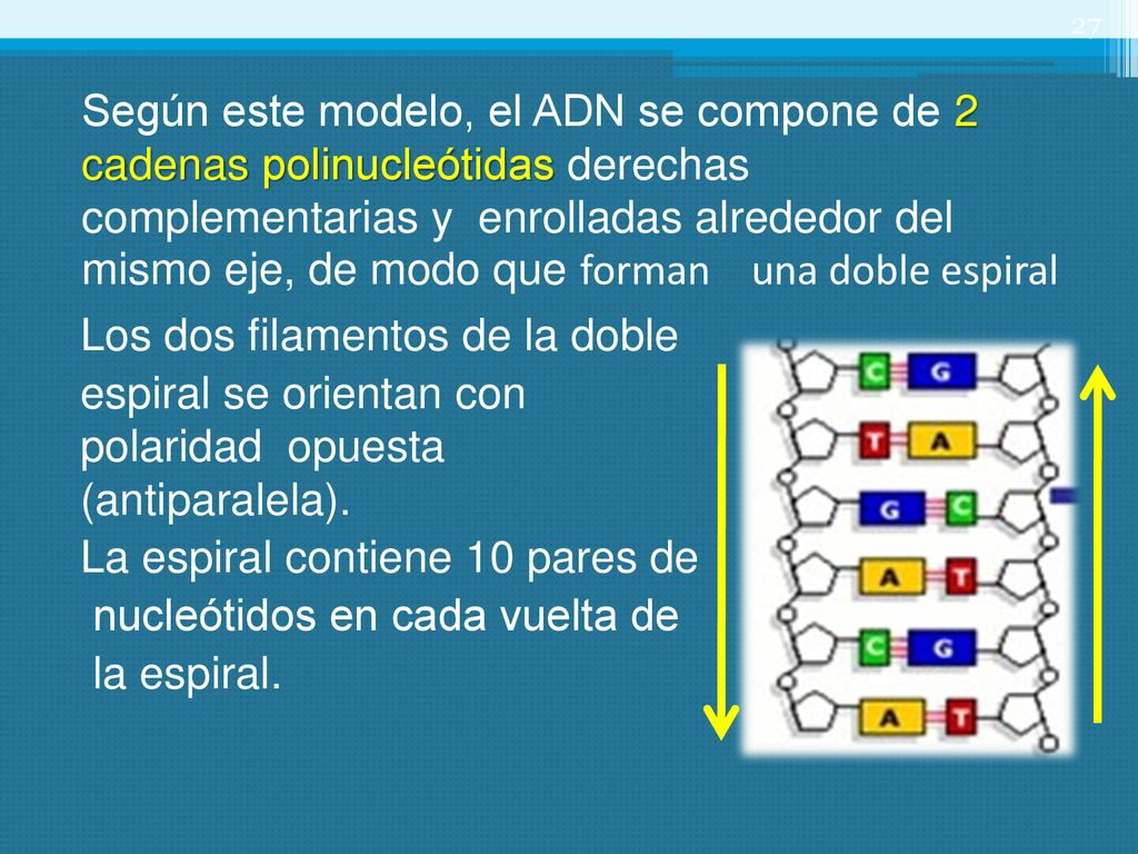 Según este modelo, el ADN se compone de 2 cadenas polinucleótidas derechas complementarias y enrolladas alrededor del mismo eje, de modo que forman una doble espiral