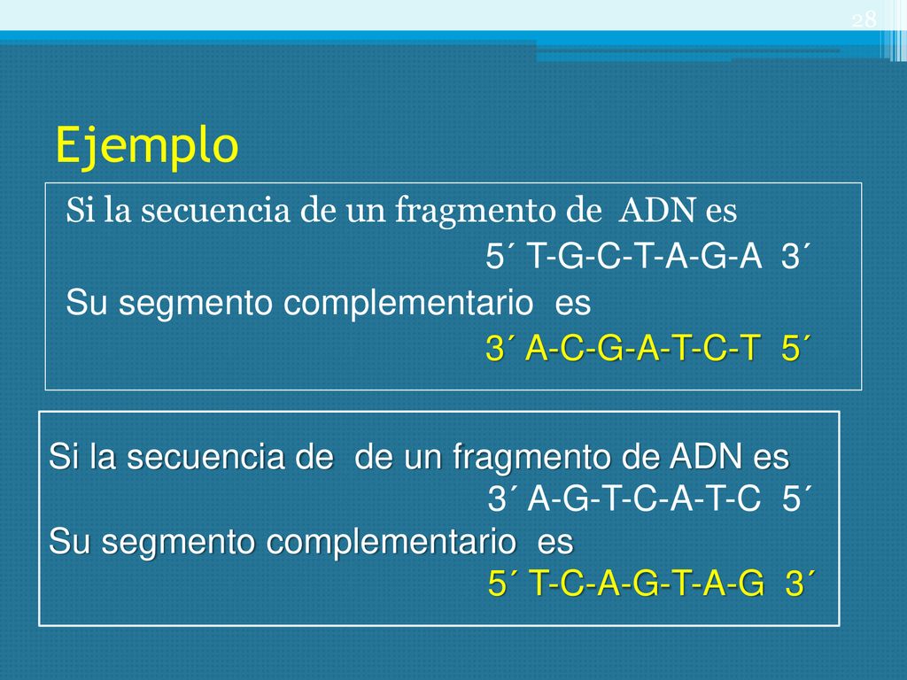 Ejemplo Si la secuencia de un fragmento de ADN es 5´ T-G-C-T-A-G-A 3´ Su segmento complementario es 3´ A-C-G-A-T-C-T 5´