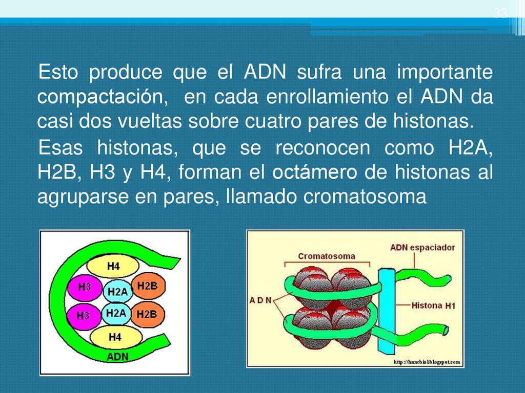 Esto produce que el ADN sufra una importante compactación, en cada enrollamiento el ADN da casi dos vueltas sobre cuatro pares de histonas.