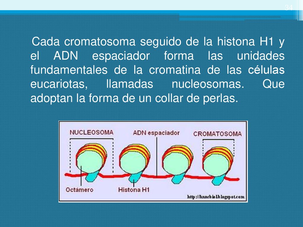 Cada cromatosoma seguido de la histona H1 y el ADN espaciador forma las unidades fundamentales de la cromatina de las células eucariotas, llamadas nucleosomas.