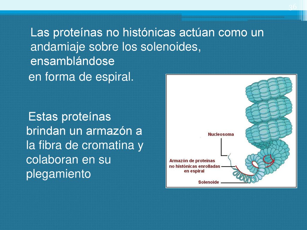 Las proteínas no histónicas actúan como un andamiaje sobre los solenoides, ensamblándose en forma de espiral.