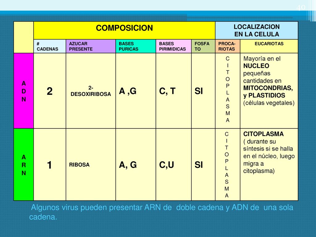 2 1 A ,G C, T SI A, G C,U COMPOSICION