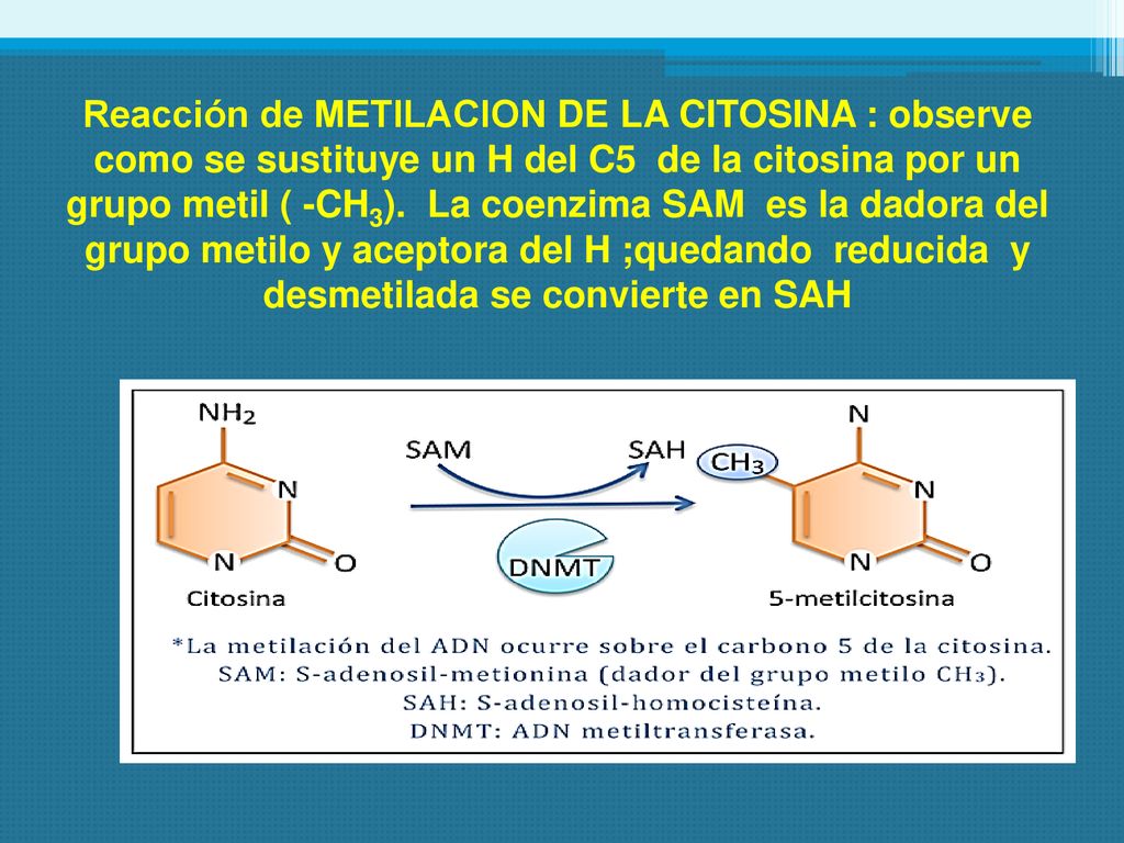 Reacción de METILACION DE LA CITOSINA : observe como se sustituye un H del C5 de la citosina por un grupo metil ( -CH3).