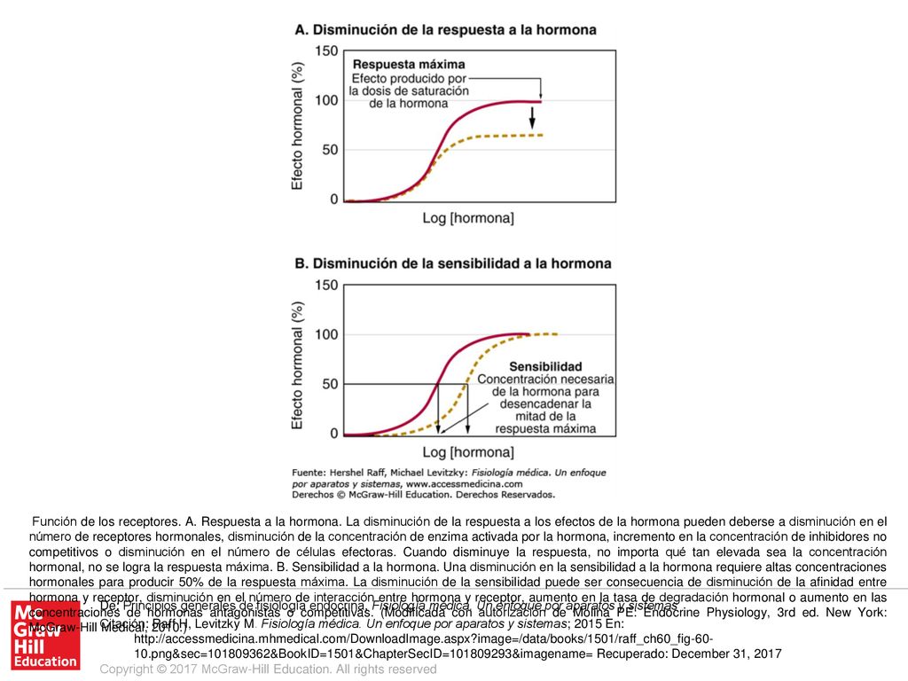 Función de los receptores. A. Respuesta a la hormona