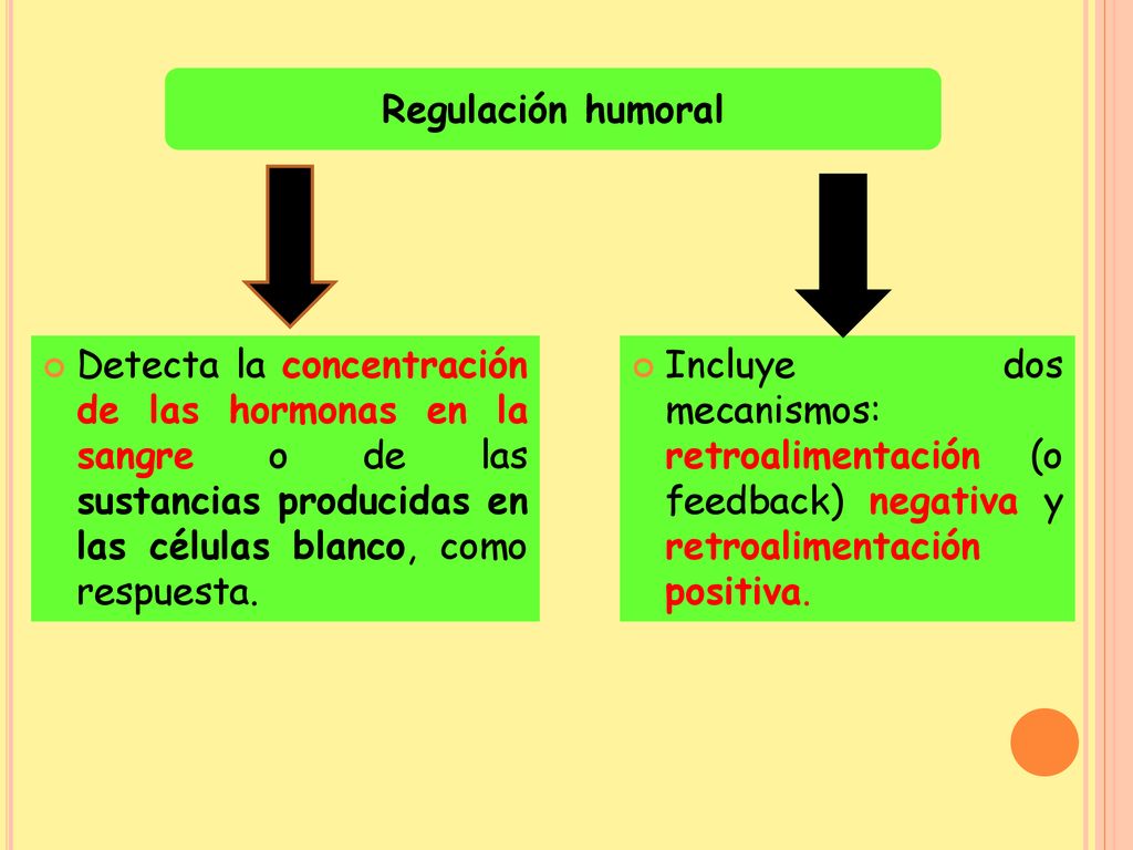 Regulación humoral Detecta la concentración de las hormonas en la sangre o de las sustancias producidas en las células blanco, como respuesta.