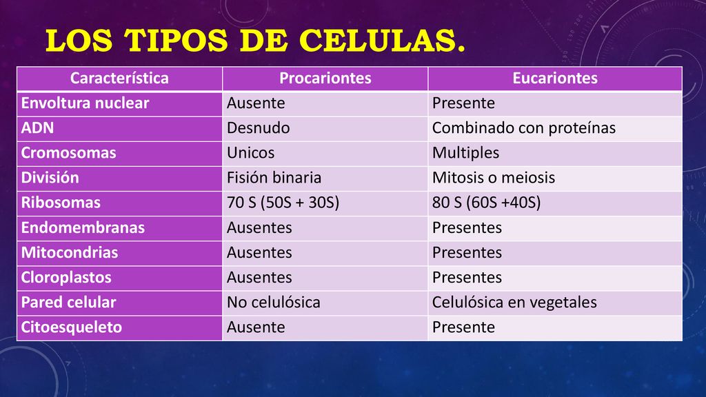 LOS TIPOS DE CELULAS. Característica Procariontes Eucariontes