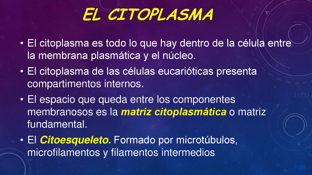 EL CITOPLASMA El citoplasma es todo lo que hay dentro de la célula entre la membrana plasmática y el núcleo.