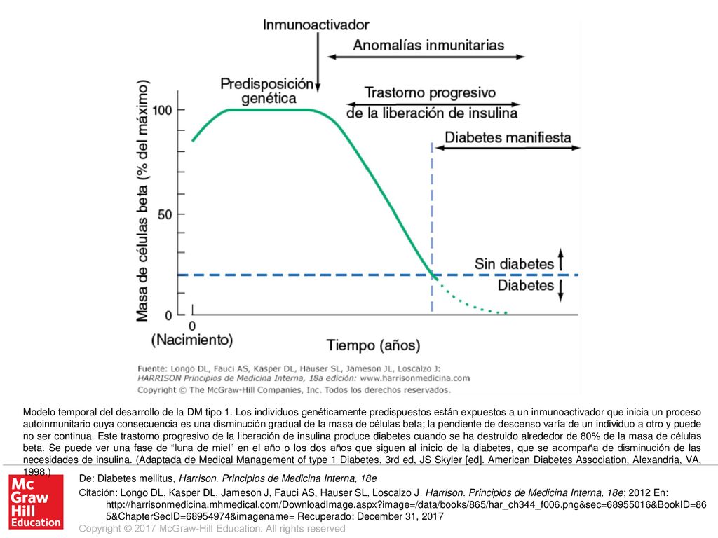 Modelo temporal del desarrollo de la DM tipo 1
