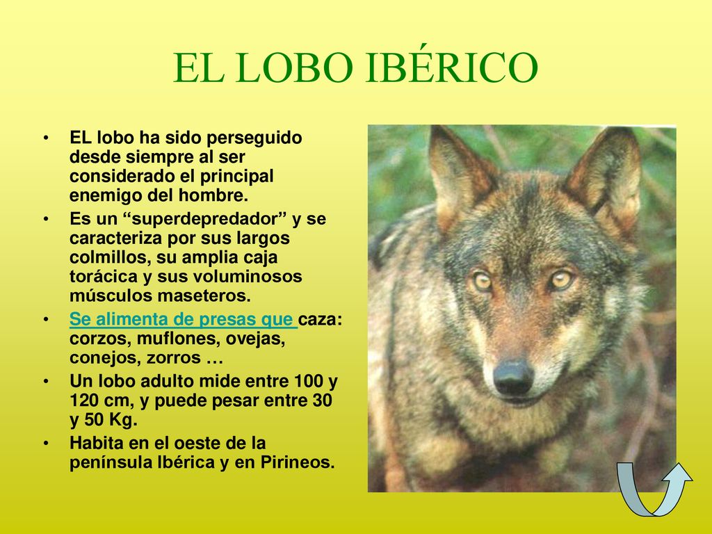 EL LOBO IBÉRICO EL lobo ha sido perseguido desde siempre al ser considerado el principal enemigo del hombre.