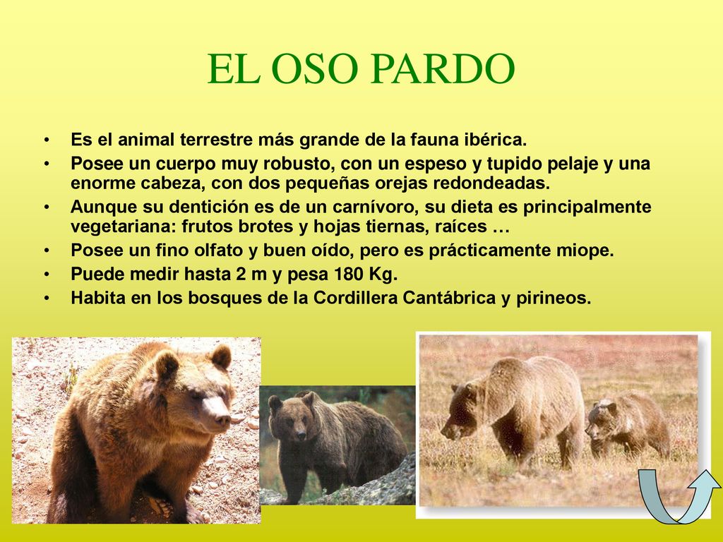 EL OSO PARDO Es el animal terrestre más grande de la fauna ibérica.