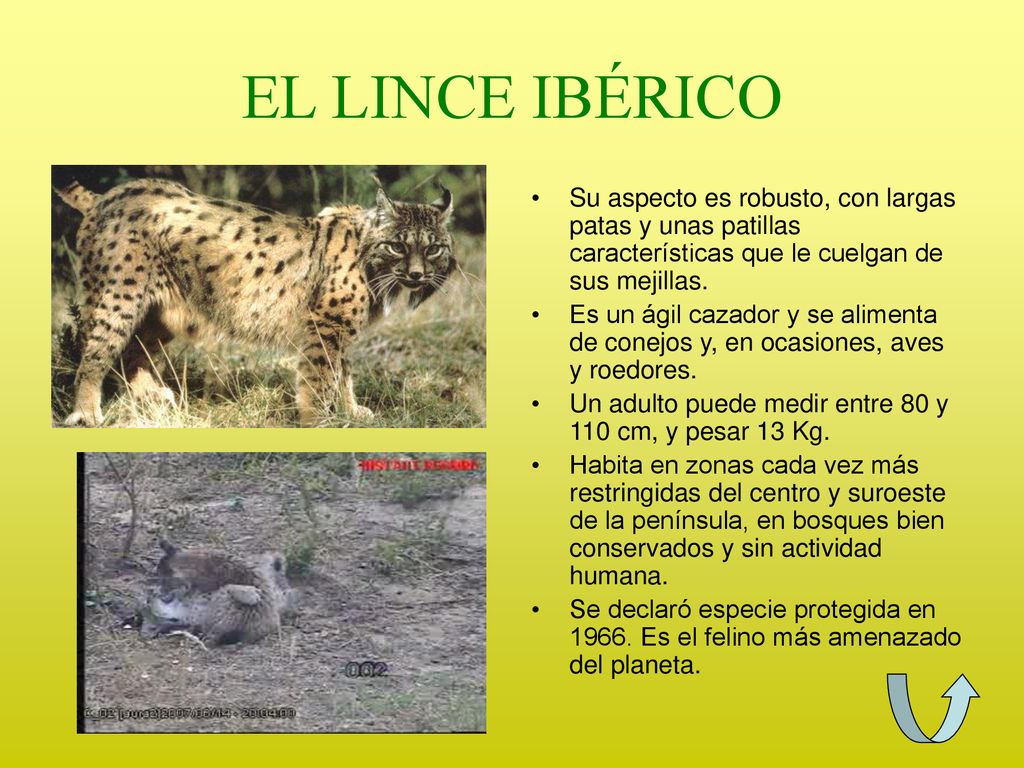 EL LINCE IBÉRICO Su aspecto es robusto, con largas patas y unas patillas características que le cuelgan de sus mejillas.