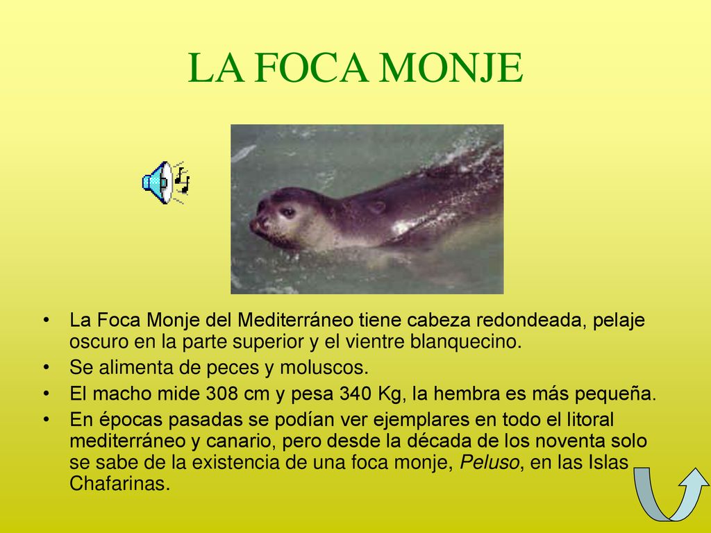 LA FOCA MONJE La Foca Monje del Mediterráneo tiene cabeza redondeada, pelaje oscuro en la parte superior y el vientre blanquecino.