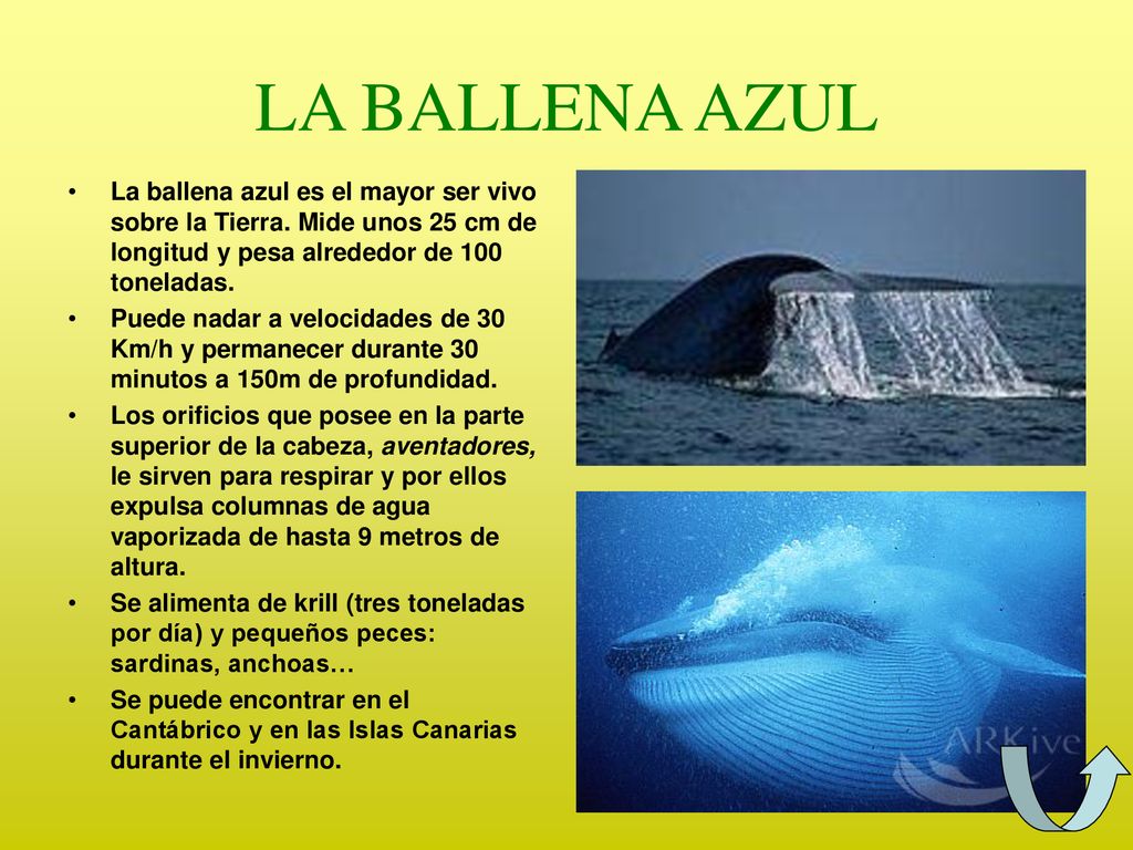 LA BALLENA AZUL La ballena azul es el mayor ser vivo sobre la Tierra. Mide unos 25 cm de longitud y pesa alrededor de 100 toneladas.