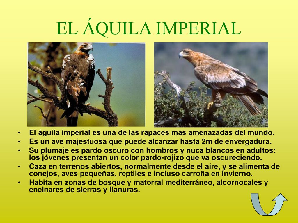 EL ÁQUILA IMPERIAL El águila imperial es una de las rapaces mas amenazadas del mundo.