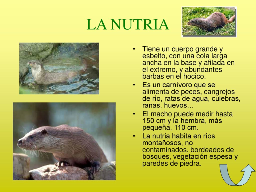 LA NUTRIA Tiene un cuerpo grande y esbelto, con una cola larga ancha en la base y afilada en el extremo, y abundantes barbas en el hocico.