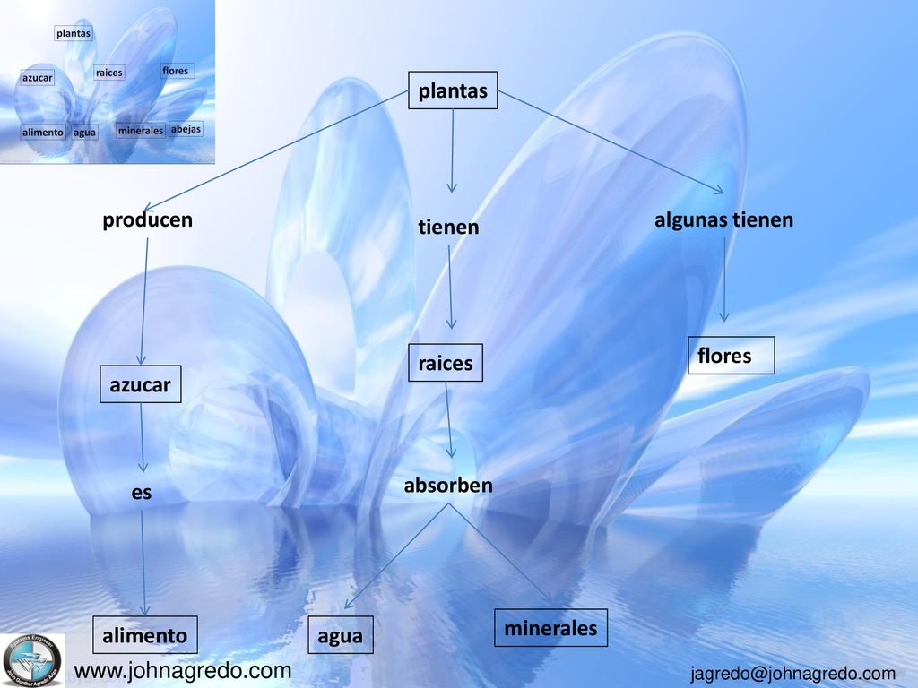 plantas producen algunas tienen tienen flores raices azucar absorben es minerales alimento agua