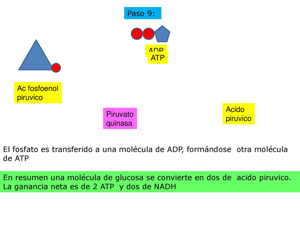 Paso 9: ADP. ATP. Ac fosfoenol. piruvico. Acido. piruvico. Piruvato. quinasa.