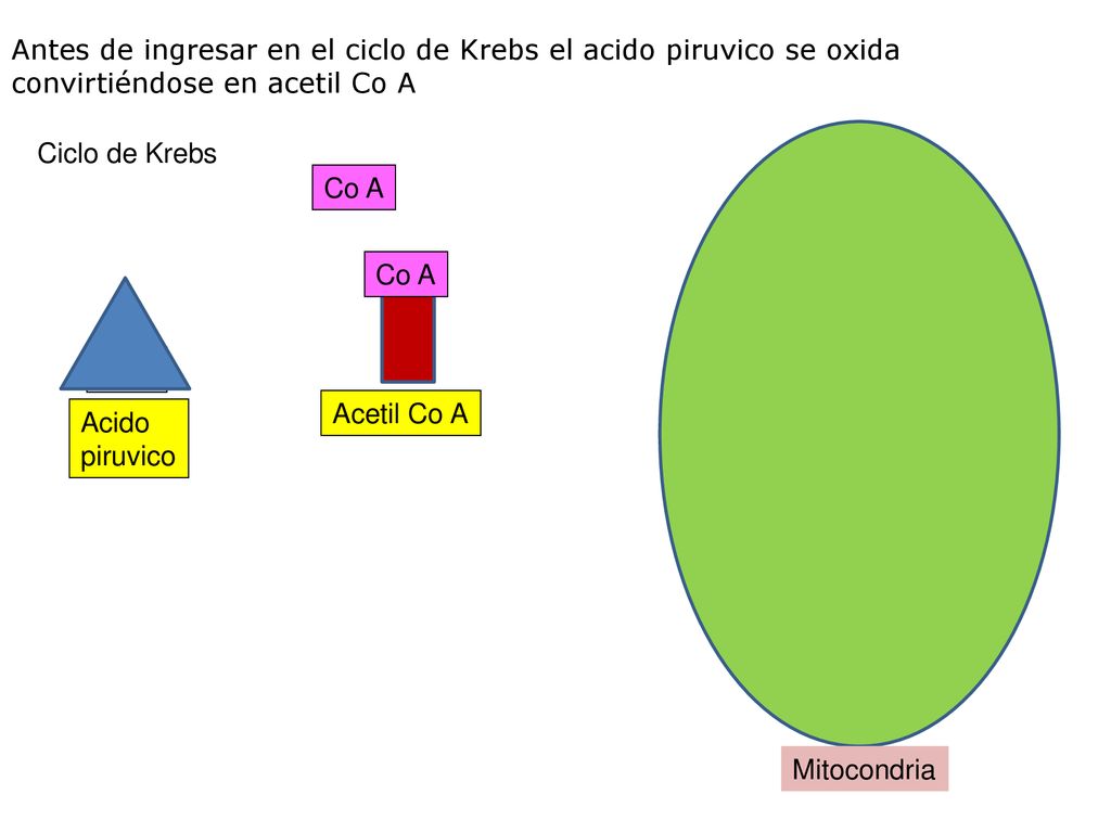 Antes de ingresar en el ciclo de Krebs el acido piruvico se oxida convirtiéndose en acetil Co A