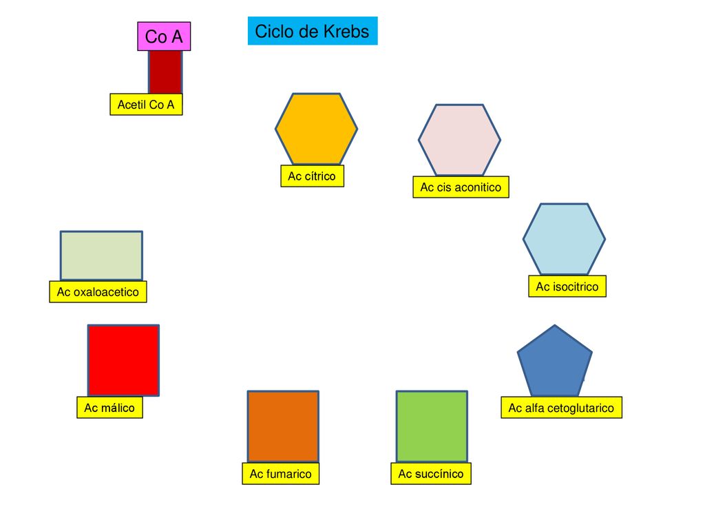 Ciclo de Krebs Co A CO 2 CO 2 Acetil Co A Ac cítrico Ac cis aconitico