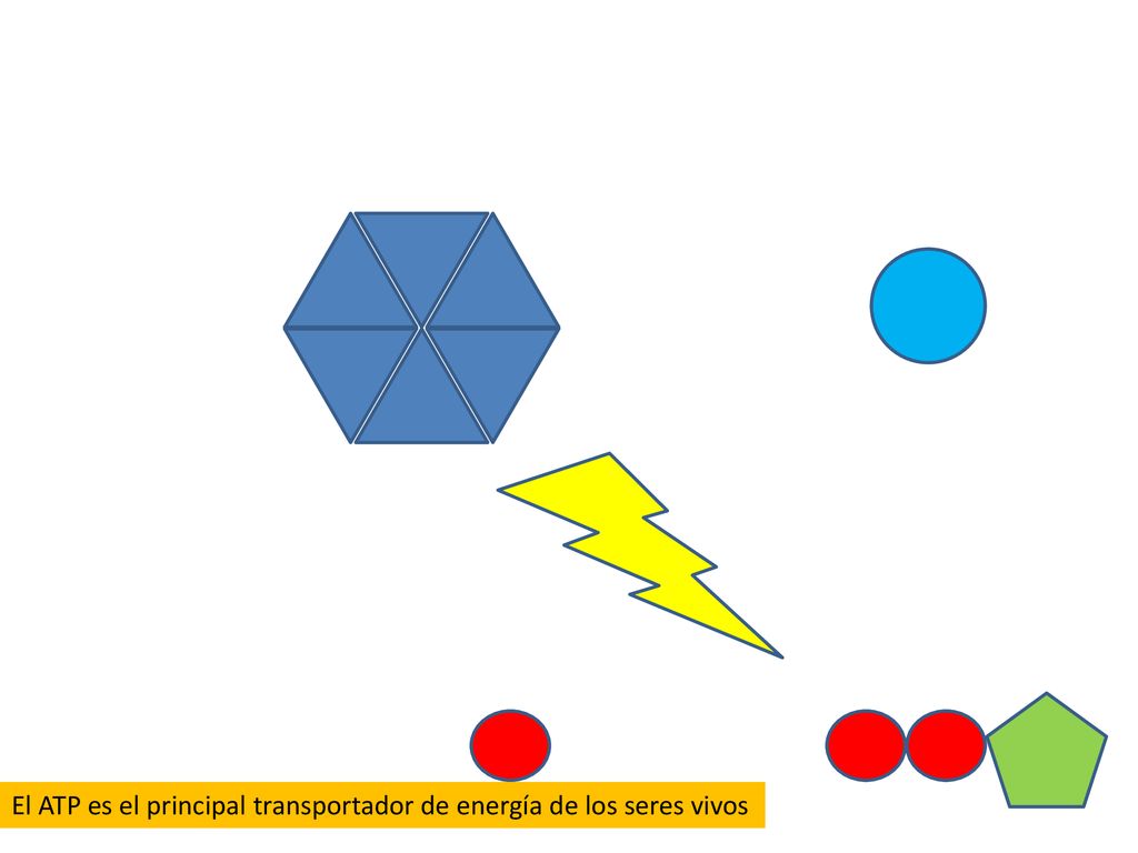 El ATP es el principal transportador de energía de los seres vivos