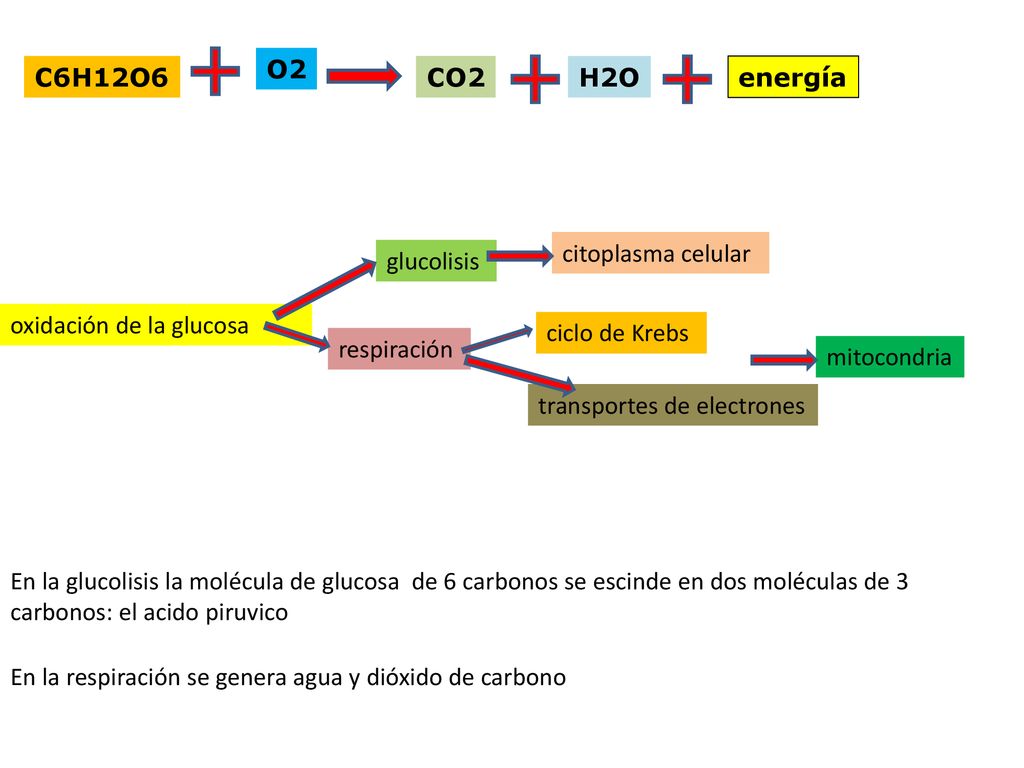 O2 C6H12O6. CO2. H2O. energía. citoplasma celular. glucolisis. oxidación de la glucosa. ciclo de Krebs.