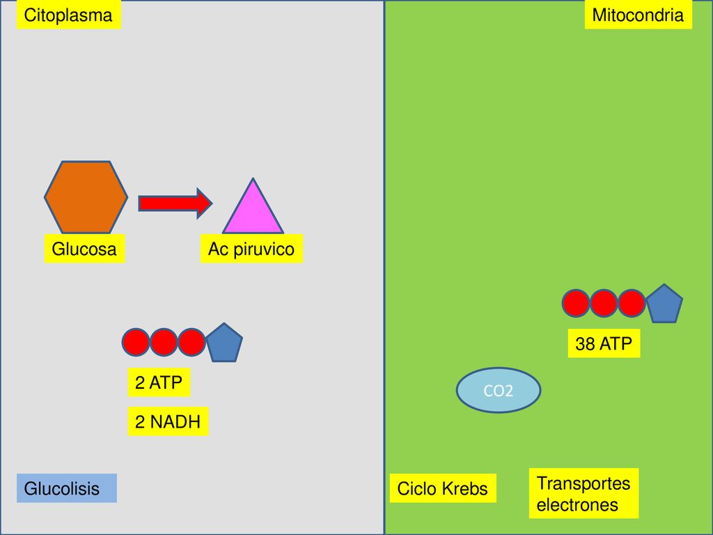 Citoplasma Mitocondria. Glucosa. Ac piruvico. 38 ATP. 2 ATP. CO2. 2 NADH. Transportes. electrones.