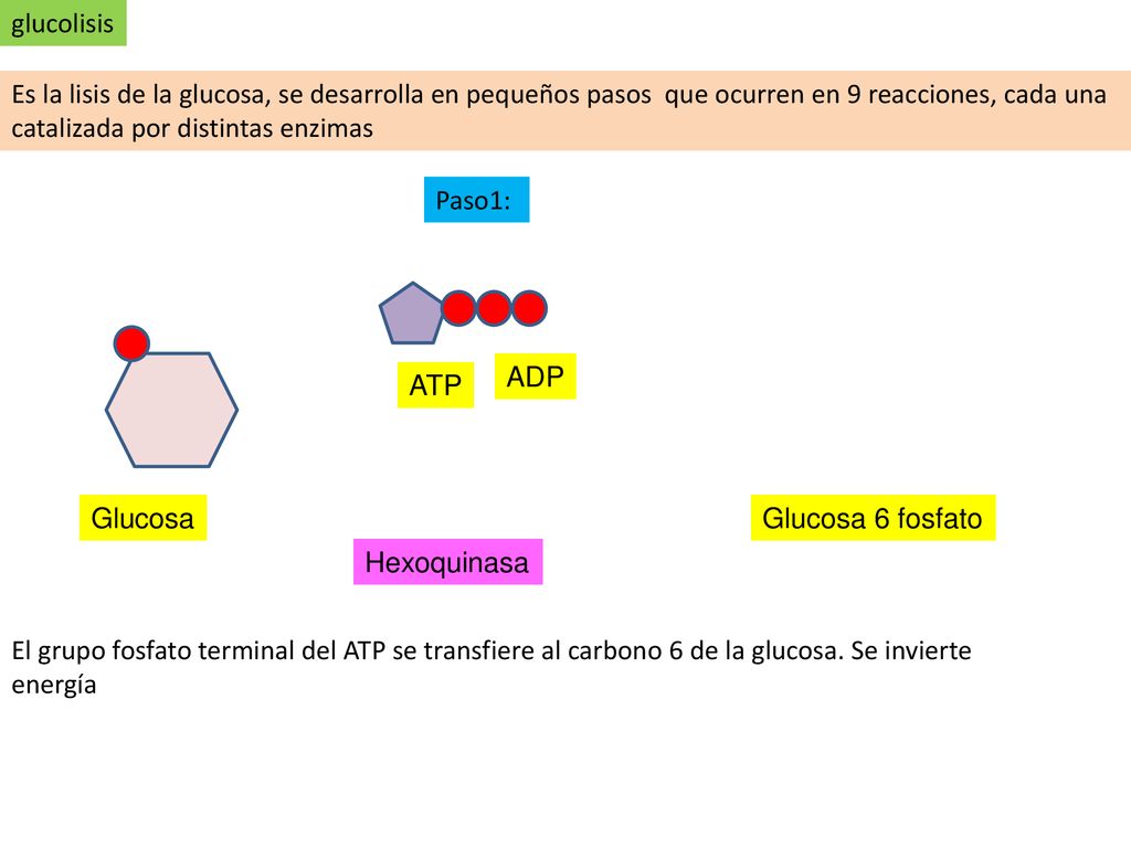 glucolisis Es la lisis de la glucosa, se desarrolla en pequeños pasos que ocurren en 9 reacciones, cada una catalizada por distintas enzimas.