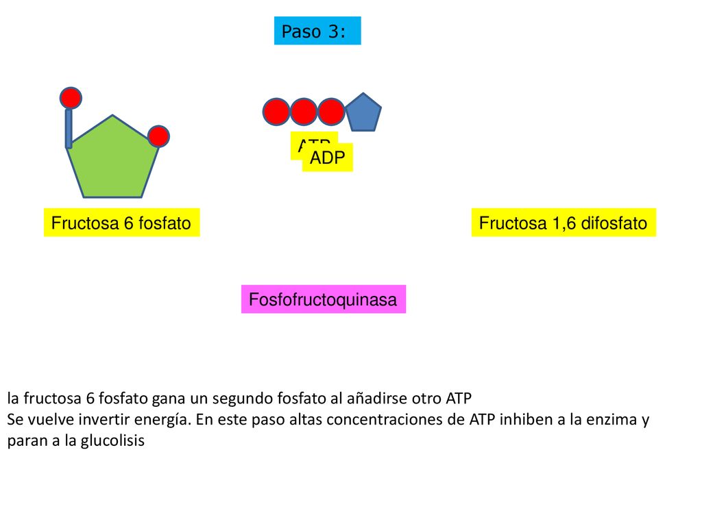 Paso 3: ATP. ADP. Fructosa 6 fosfato. Fructosa 1,6 difosfato. Fosfofructoquinasa.