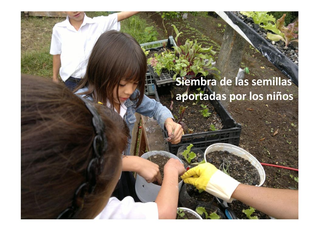 Siembra de las semillas aportadas por los niños