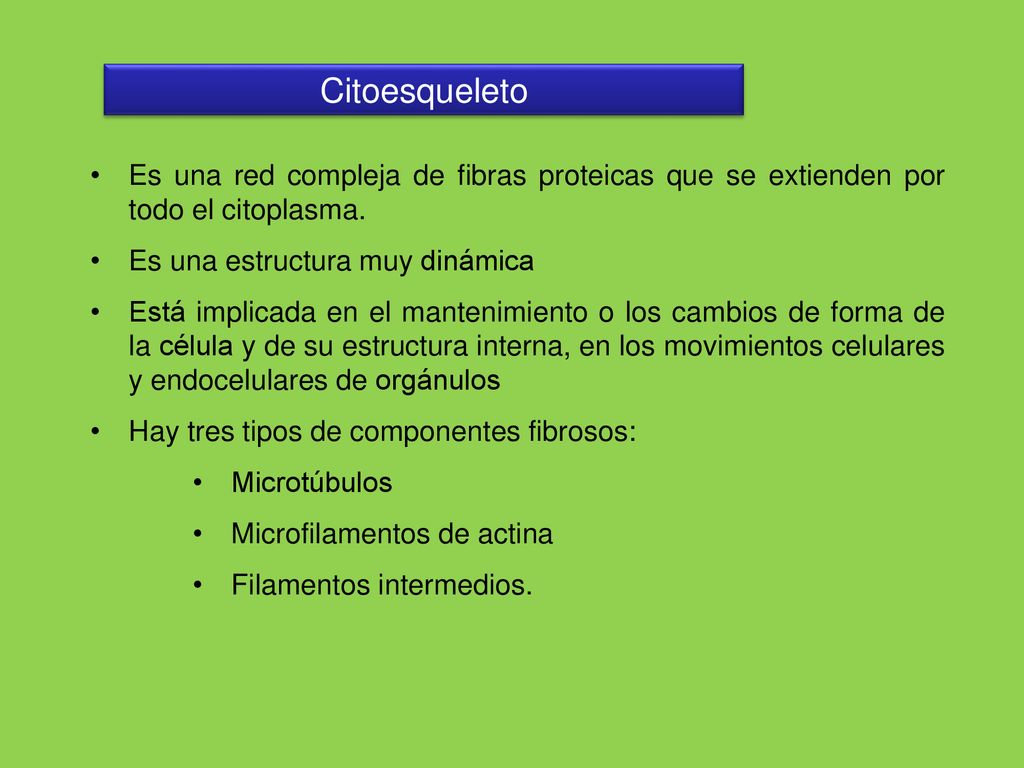 Citoesqueleto Es una red compleja de fibras proteicas que se extienden por todo el citoplasma. Es una estructura muy dinámica.