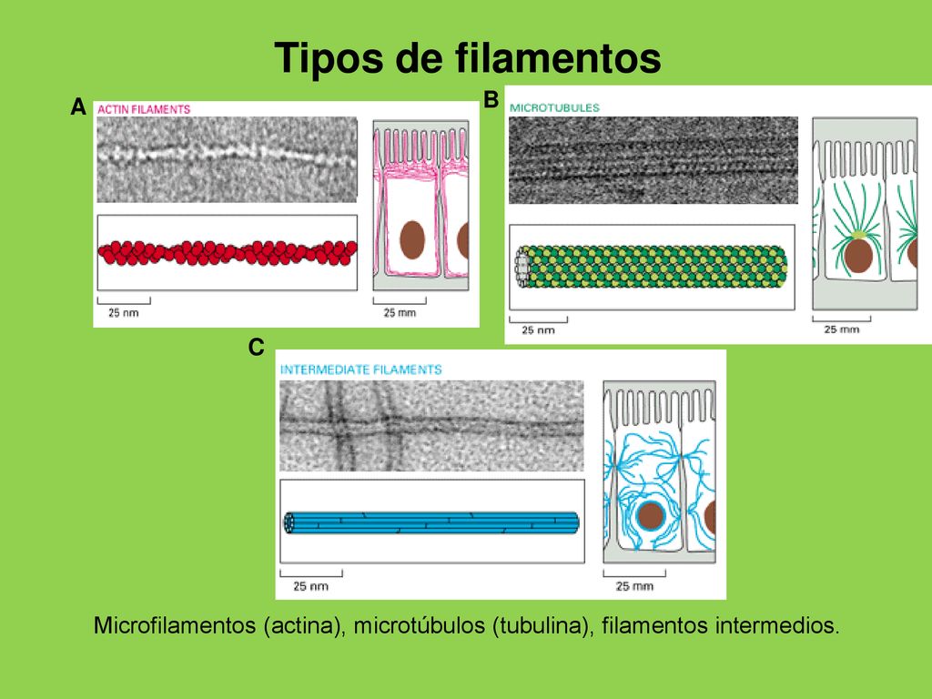 Tipos de filamentos B A C