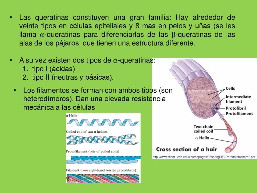 Las queratinas constituyen una gran familia: Hay alrededor de veinte tipos en células epiteliales y 8 más en pelos y uñas (se les llama -queratinas para diferenciarlas de las -queratinas de las alas de los pájaros, que tienen una estructura diferente.