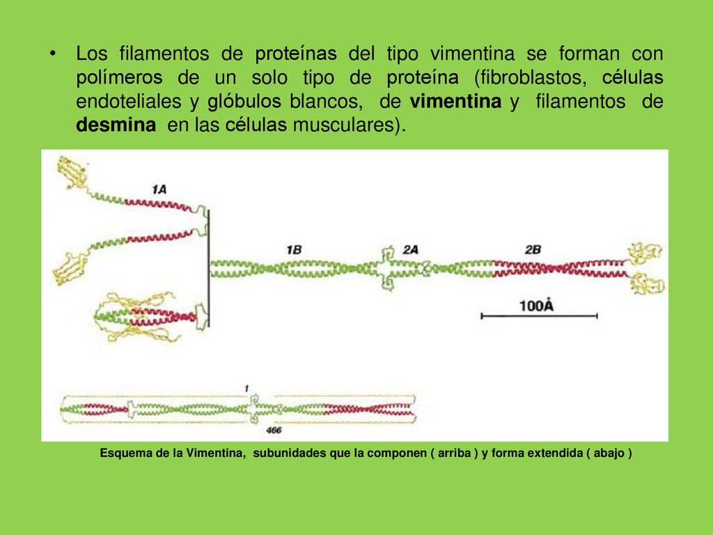 Los filamentos de proteínas del tipo vimentina se forman con polímeros de un solo tipo de proteína (fibroblastos, células endoteliales y glóbulos blancos, de vimentina y filamentos de desmina en las células musculares).