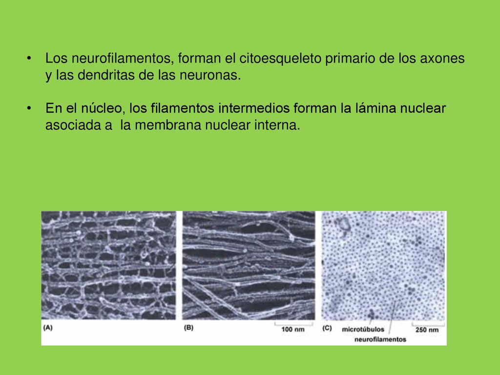Los neurofilamentos, forman el citoesqueleto primario de los axones y las dendritas de las neuronas.