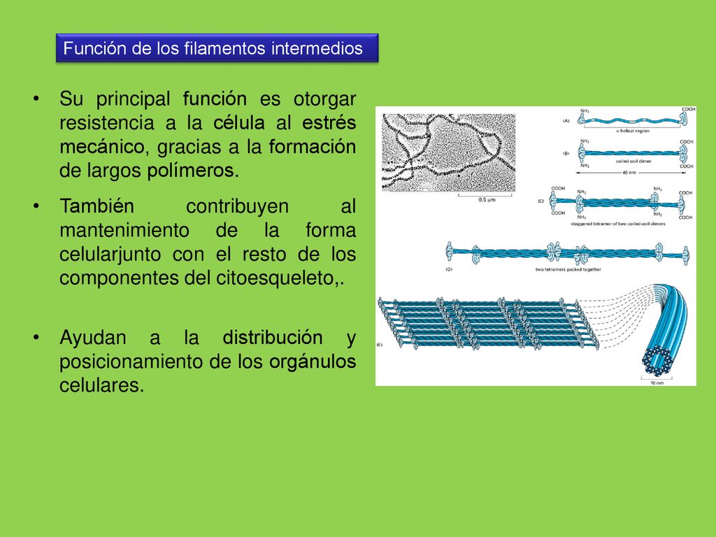 Ayudan a la distribución y posicionamiento de los orgánulos celulares.
