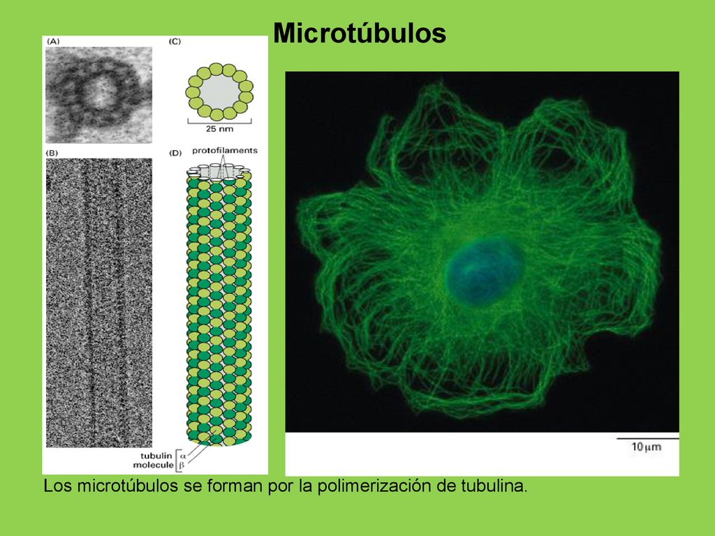 Microtúbulos Los microtúbulos se forman por la polimerización de tubulina.
