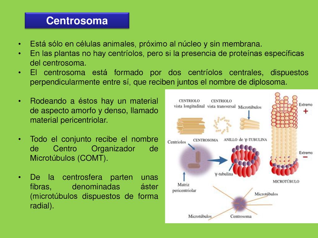 Centrosoma Está sólo en células animales, próximo al núcleo y sin membrana.