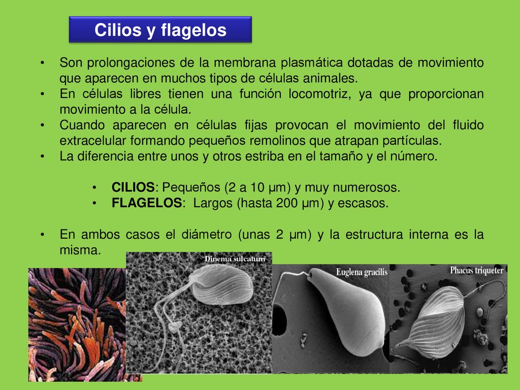 Cilios y flagelos Son prolongaciones de la membrana plasmática dotadas de movimiento que aparecen en muchos tipos de células animales.