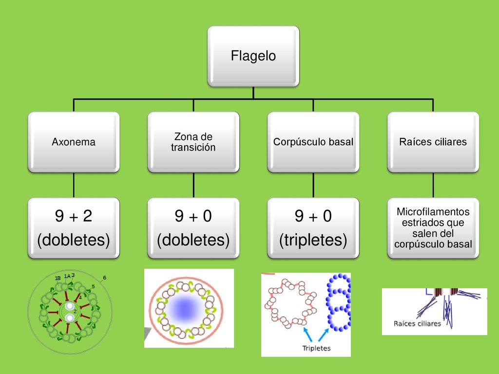 Microfilamentos estriados que salen del corpúsculo basal